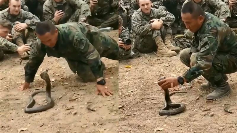 影／眼鏡蛇攻擊姿態　士兵徒手抓蛇頭