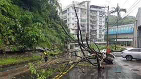 基隆豐稔街大樹斷落路面　幸無人傷基隆市豐稔街一處擋土牆上方大樹疑因腐爛與吸水過重，22日突然斷裂、掉落路上，一度影響交通，所幸沒人傷亡。（中砂里長廖文雄提供）中央社記者沈如峰基隆傳真　109年5月22日
