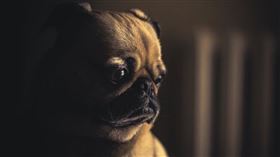 狗,犬,狂犬病。 （圖／翻攝自Pixabay）