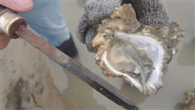 金門牡蠣變小變黑　水試所：天氣悶熱溫差大影響金門古寧頭北山及安岐海岸的牡蠣肥滿度與月初相比大幅消瘦，也因肥滿度不佳，導致牡蠣黑色部分組織變得明顯，水試所與環保局勘查後研判，應與近期天氣悶熱溫差大、下雷雨有關。（金門縣水試所提供）中央社記者黃慧敏傳真　109年5月22日