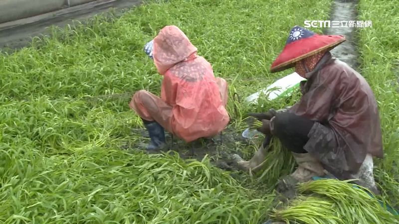 梅雨害葉菜價漲7成　菜農憂心搶採收