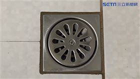 蟑螂,夏天,排水孔,洗澡（示意圖／資料照）