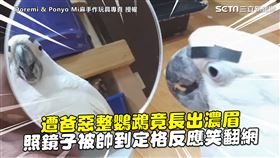 遭爸惡整鸚鵡竟長出濃眉　照鏡子被帥到定格反應笑翻網
