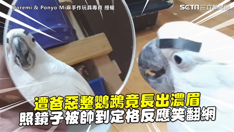 鸚鵡遭爸惡整長濃眉　照鏡反應笑翻網