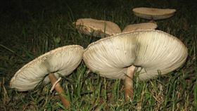 毒菇,綠褶菇,中毒（圖／翻攝維基百科）