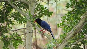 台灣藍鵲(Pixabay)