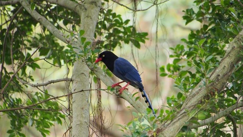在這裡才看得到　白色台灣藍鵲現身了