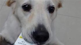 小狗幫忙到超商買菸跑腿（圖／翻攝自爆廢公社臉書）