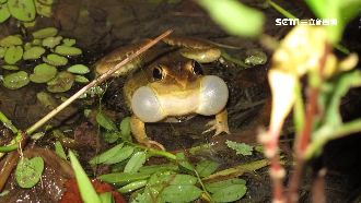 汪汪聲好吵　真相驚呆…竟是「狗蛙」