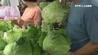 高麗菜水傷剝皮變小　較上週漲約3成