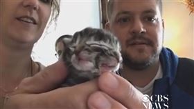 （圖／翻攝自CBS News YouTube）美國,雙面貓