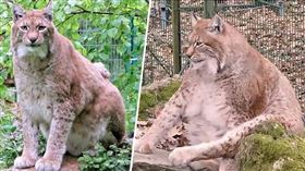 山貓,大叔照,肥,胖,魯福斯（圖／翻攝自推特@bigcatscom）