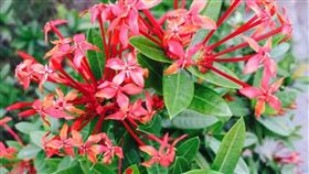 矮仙丹,花蜜,小時候,回憶,吸花蜜