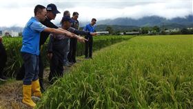 台東縱谷稻穗空包彈情況嚴重受到4月中旬寒害影響，台東縱谷稻米空包彈（不稔實）情況嚴重，台東縣政府農業處長許家豪（左1）23日前往實地勘察，將彙整受災情況報給中央爭取救助。（台東縣政府提供）中央社記者盧太城台東傳真　109年5月23日