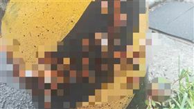  蟑螂,高雄,火攻,殺蟲劑,噴燈,肥皂水,電線桿（圖／翻攝自爆廢公社）