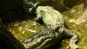 二戰柏林大轟炸中奇蹟倖存　84歲傳奇鱷魚逝世（圖／翻攝自莫斯科動物園推特）