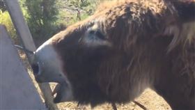 疫情分離8週　驢見主人「放聲大哭」
武漢肺炎,西班牙,農場,驢,哭泣,Baldomera
翻攝自IG baldomerayyo