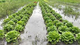 菜園哥心血全泡…惡霸鄰田「挖溝排水」嗆聲：憑哪點告人？。（圖／翻攝自爆怨公社）