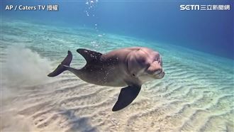 瘋狂魔力轉圈圈　親人海豚逗樂潛水員