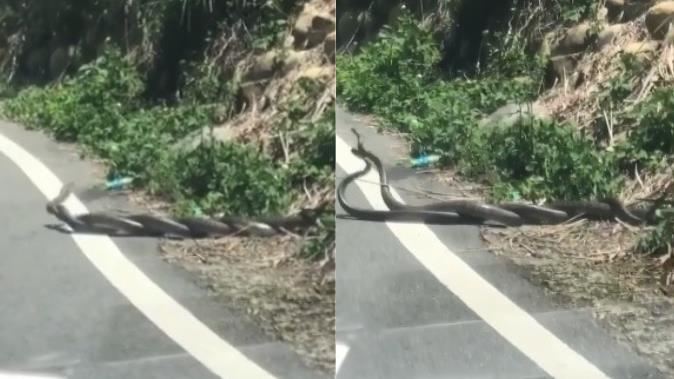 馬路上2蛇交纏滾動　網見激戰片驚呆