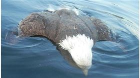 白頭海鷗被普通潛鳥（北方大潛鳥）的尖銳鳥喙刺入心臟而死，研判是潛鳥媽媽為了保護孩子，殺了白頭海鷗。（圖／翻攝自Maine Department of Inland Fisheries & Wildlife）