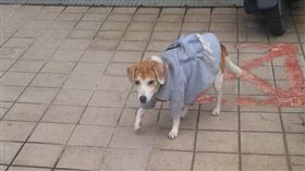 新北市動物保護防疫處,米格魯,走失,老狗,認養
圖／翻攝自新北市政府官網