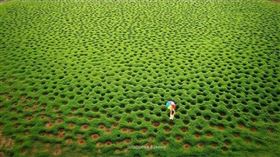 嘉義夢幻「抹茶波波洞草原」超療癒　網驚嘆：以為幾米畫作（圖／黃一盛授權）