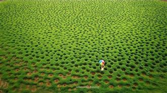 宛如幾米畫作　嘉義抹茶洞草原超療癒