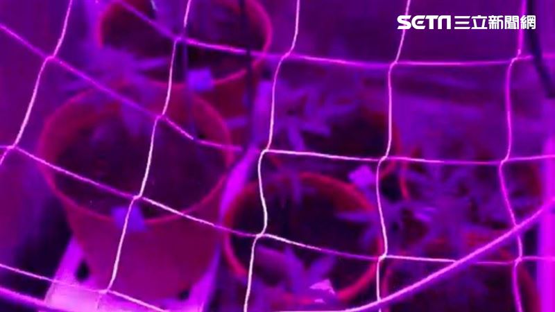 富二代家中種大麻　恐關5年罰5百萬