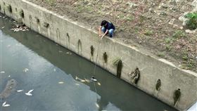 高雄鳳山溪浮現死魚高雄市鳳山溪25日浮現死魚，環保局派人稽查，初步研判為豪大雨夾帶廢棄物流入鳳山溪，造成泡沫浮渣及溶氧偏低，導致魚類缺氧死亡。（高市環保局提供）中央社記者陳朝福傳真　109年5月25日