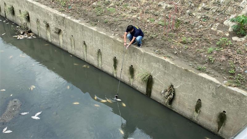 鳳山溪死魚　研判豪雨夾帶廢棄物造成