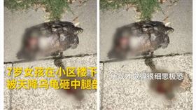 大陸,廣東,烏龜,女童,砸傷（圖／翻攝自梨視頻）