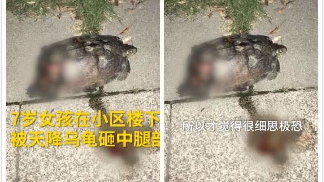 童玩耍被烏龜擊中　媽：皮被削掉了