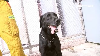 救災英雄！搜救犬「宙斯」退役找新家