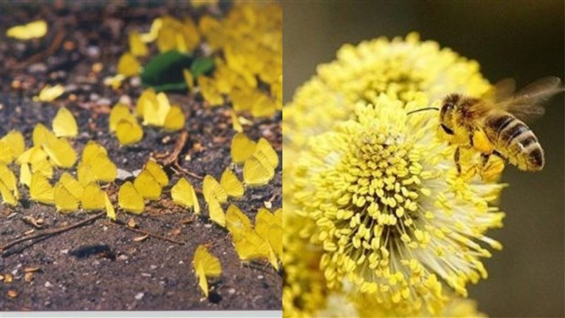 蜜蜂跟蝴蝶會為採蜜打架嗎？真相竟…
