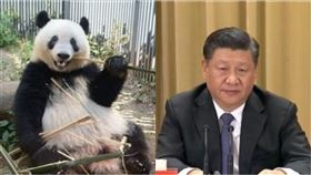 熊貓、習近平（組合圖／資料照）