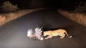 花豹,豪豬,南非,克魯格國家公園。（圖／翻攝自Caters Clips YOUTUBE)