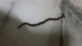 （圖／翻攝自宜蘭知識+）渦蟲,金針菇,發霉