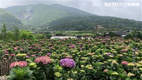 北市府產業局,繡球花
圖／翻攝自北市府官網