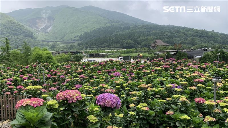 竹子湖繡球花爆發　地景設計華麗登場