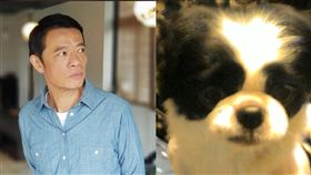吳朋奉,三金影帝,日本狆,愛犬,碰碰,猝逝(圖/翻攝自吳朋奉臉書)
