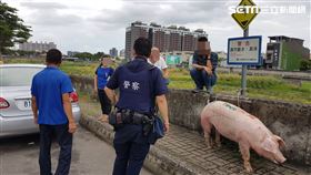 糊塗司機門沒關　「豬隊友」沿途逃亡（圖／翻攝畫面）