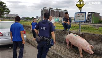 糊塗司機門沒關　「豬隊友」沿途逃亡