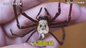 ▲昆蟲擾西吳沁婕介紹野外常見的「人面蜘蛛」。（圖／昆蟲擾西吳沁婕Dee the bugbuff 授權）