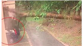 南投暴雨狂炸大樹倒塌　砸爛記者座車（圖／翻攝畫面）