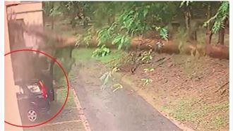 南投暴雨狂炸大樹倒塌　轟爛記者座車