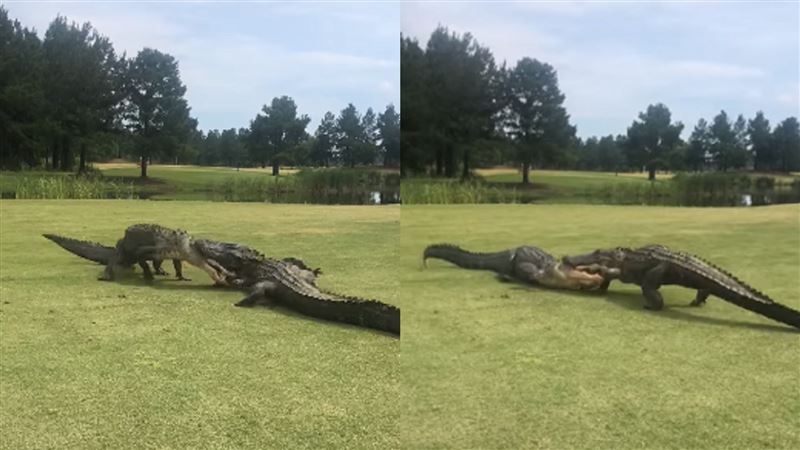 2巨鱷互咬2小時　高球員拍片獲瘋傳