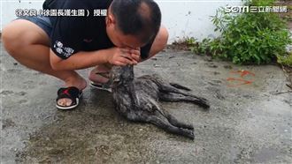 浪浪困深溝險死   暖男CPR救回