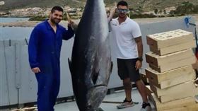 ▲西班牙海域捕獲最大的鮪魚。（圖／翻攝自推特）