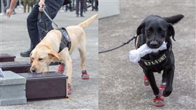 超萌緝毒犬穿紅鞋？蔡英文親揭原因（組合圖／翻攝蔡英文臉書、IG）